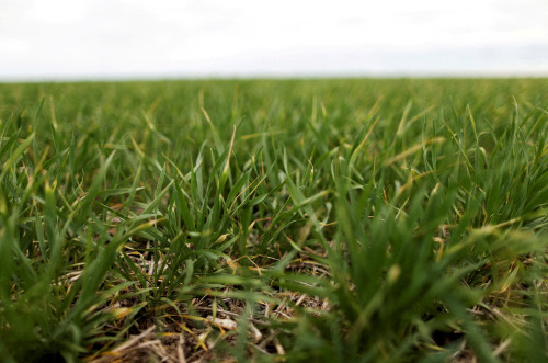 Exclusive-Argentina bumper wheat harvest could hit record if export tax cuts extended